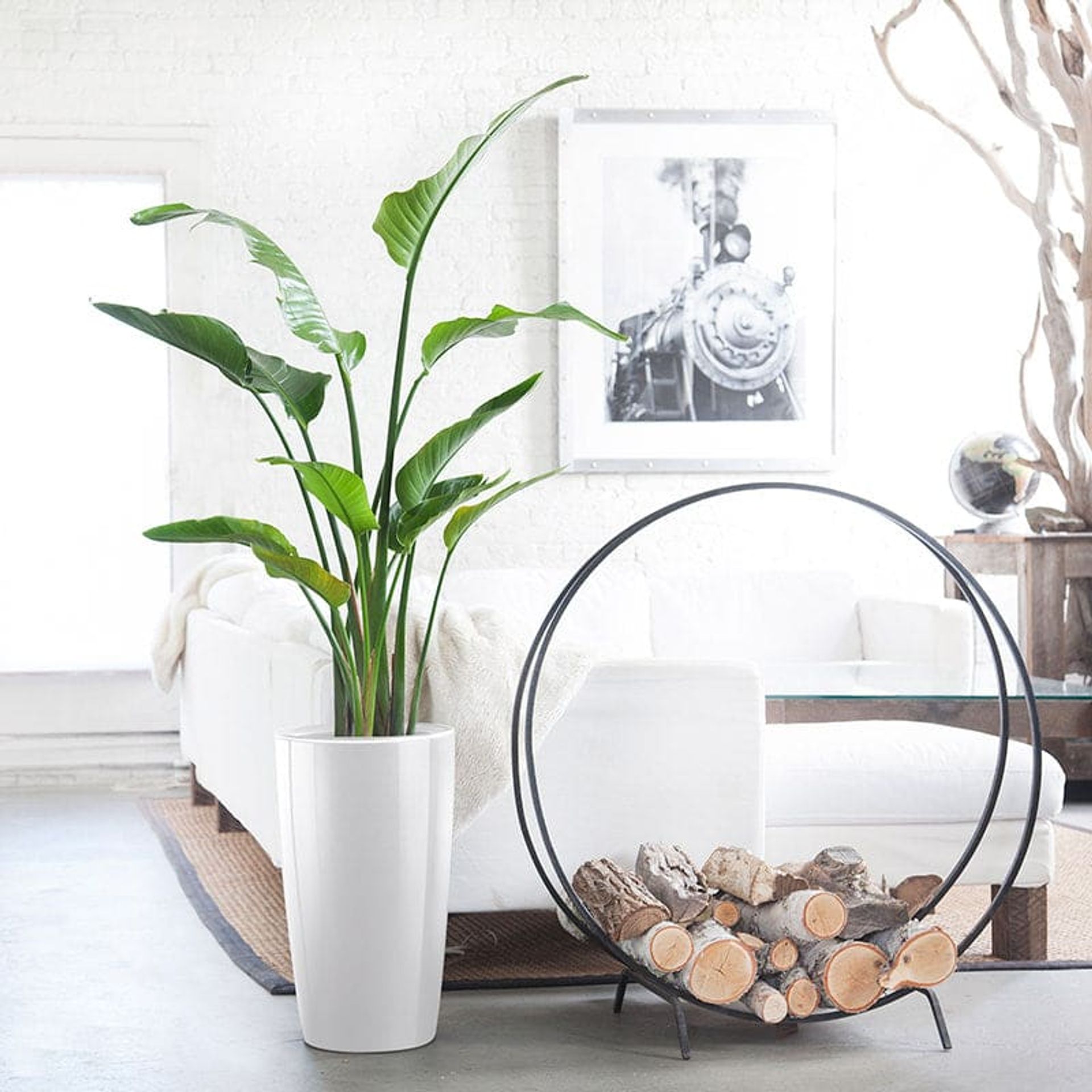 perfect plant