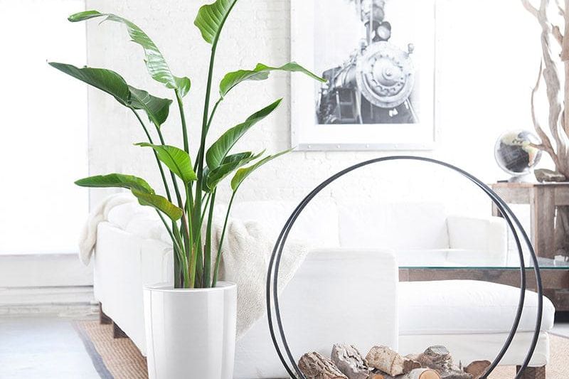 Home Plant Guide: How To Choose The Best Plants For Your Home, Where to Place Them, & How to Care for Them
