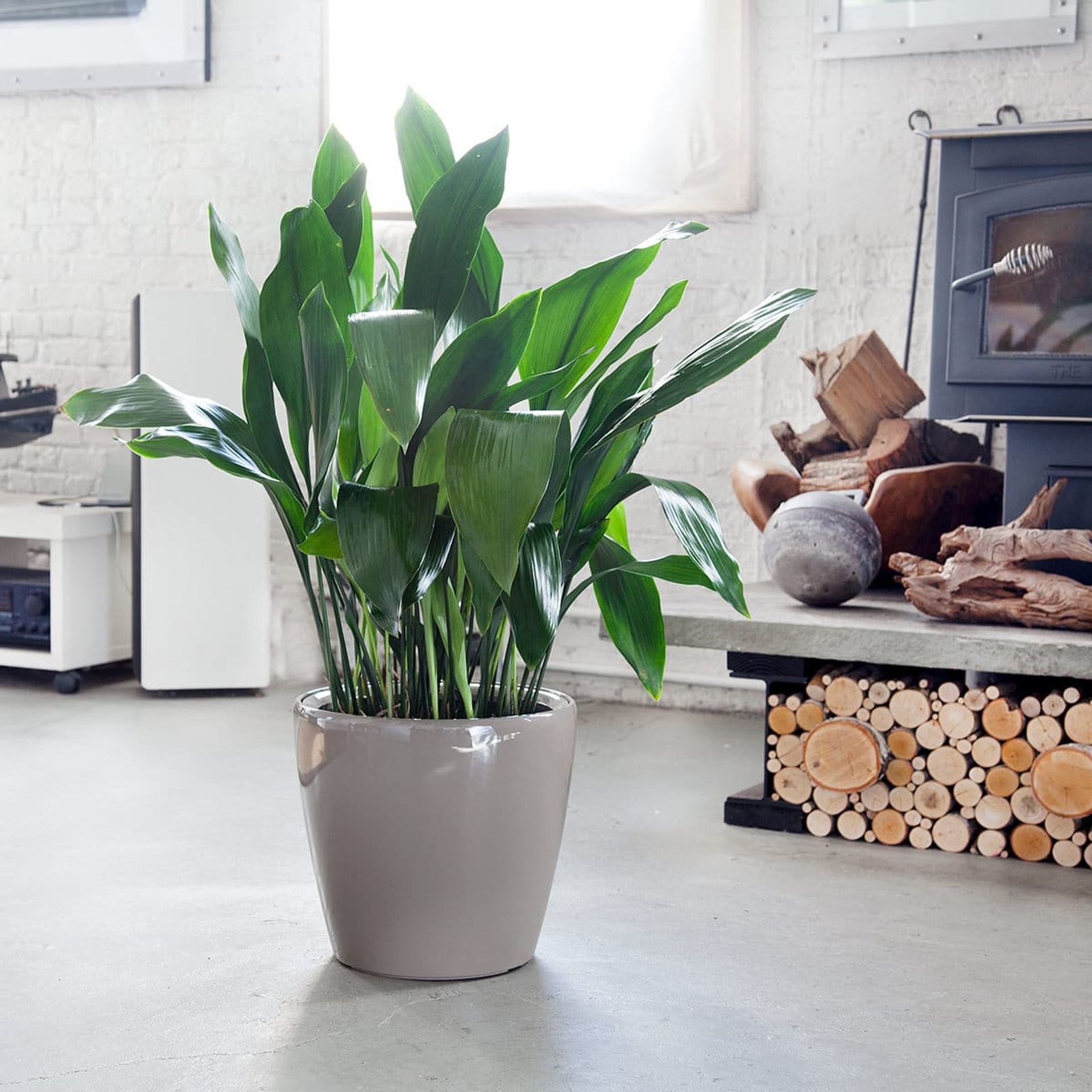 Lush green cast iron plant, one of the hardiest low light plants, in a modern gray pot, complementing a cozy wood-burning stove and stacked firewood in a bright minimalist interior design setting.