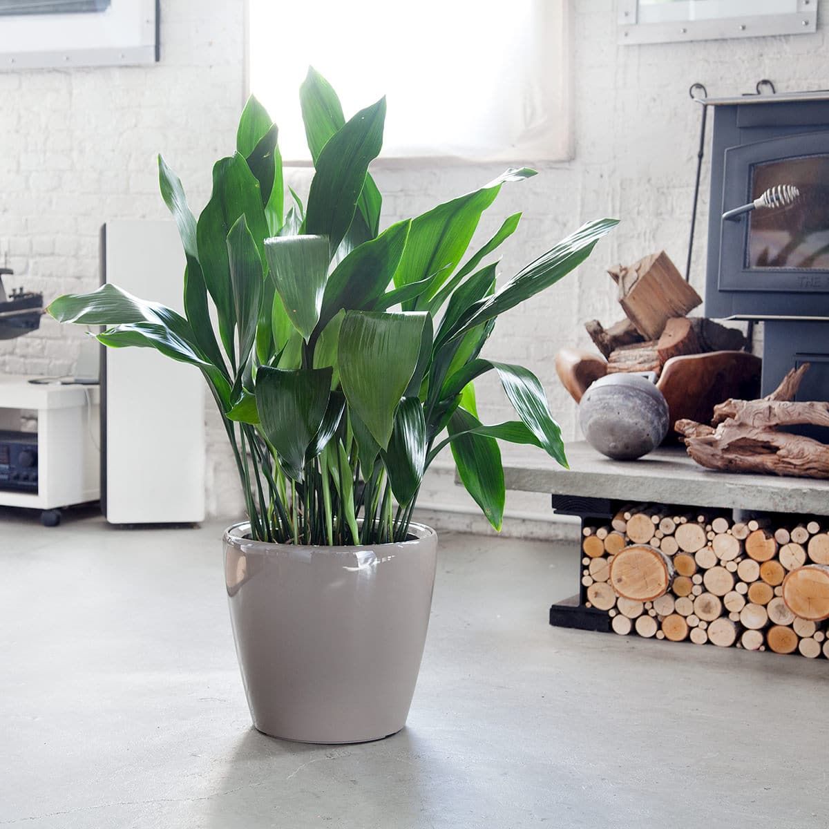 Lush green cast iron plant, one of the hardiest low light plants, in a modern gray pot, complementing a cozy wood-burning stove and stacked firewood in a bright minimalist interior design setting.