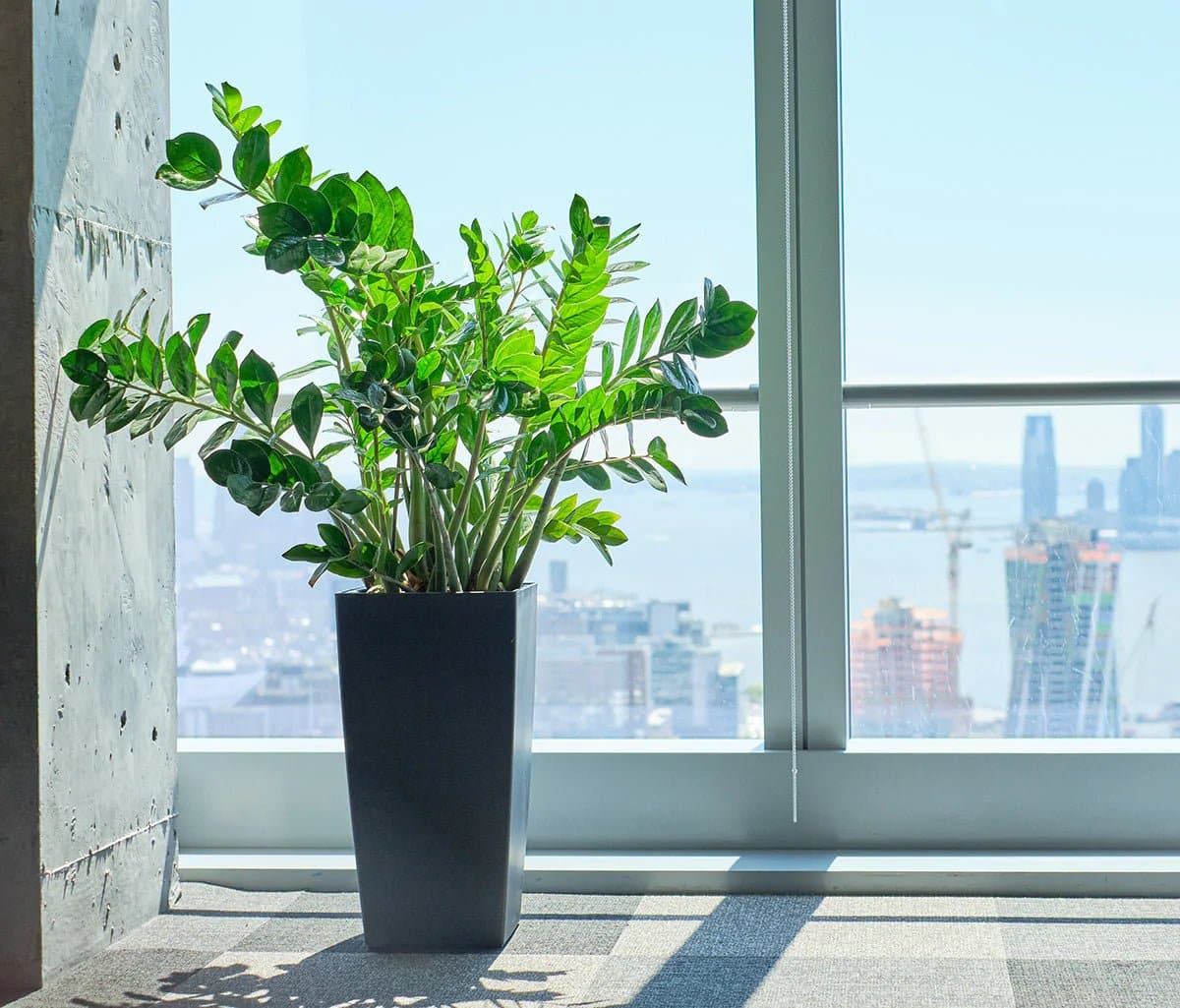 How To Choose The Right Plants For Your Office + Care Tips