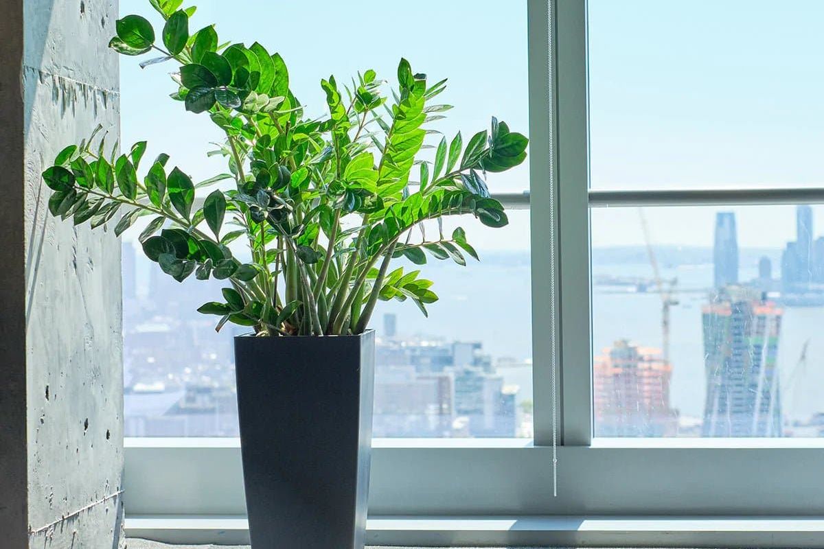 How To Choose The Right Plants For Your Office + Care Tips