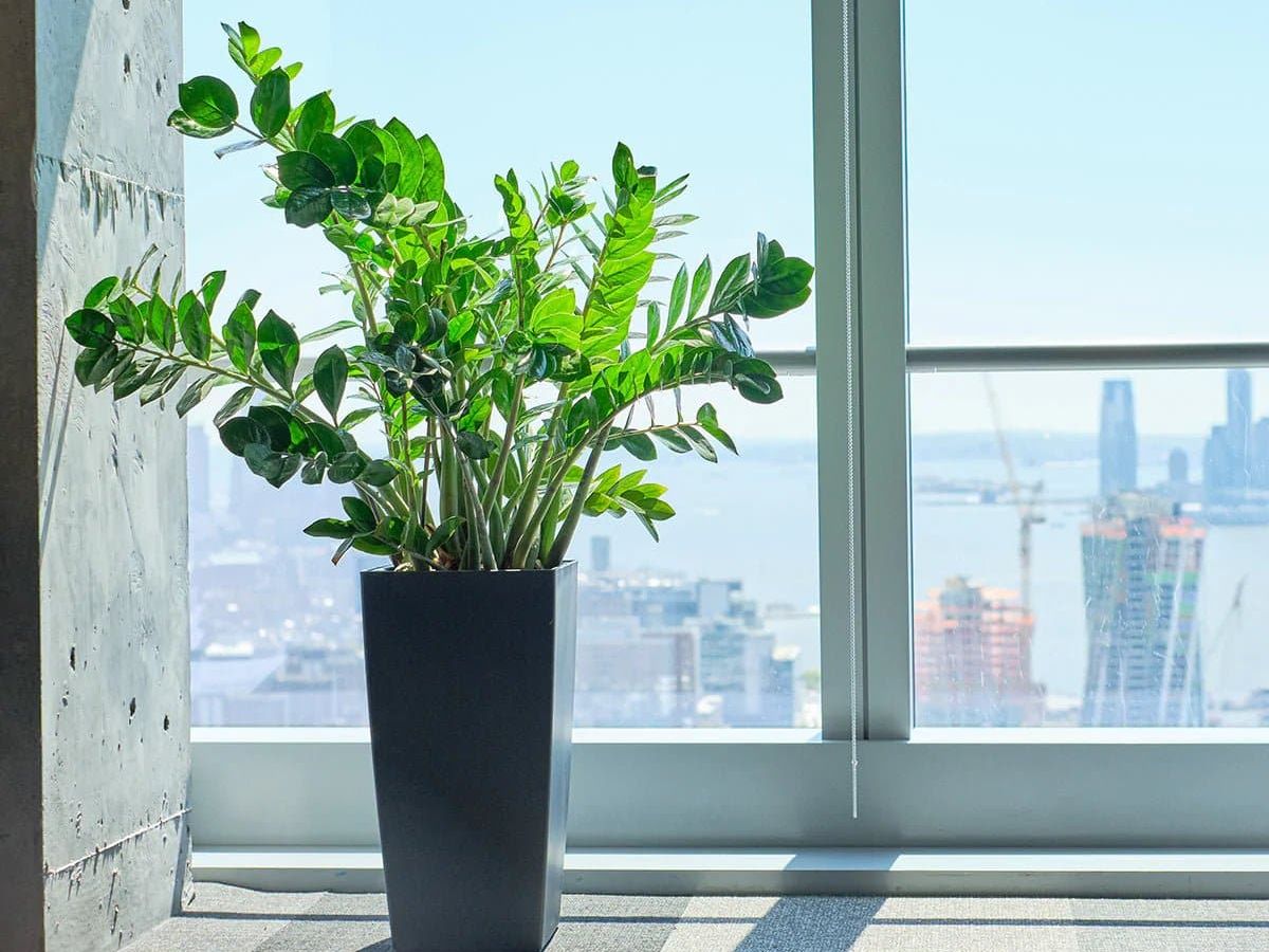 How To Choose The Right Plants For Your Office + Care Tips