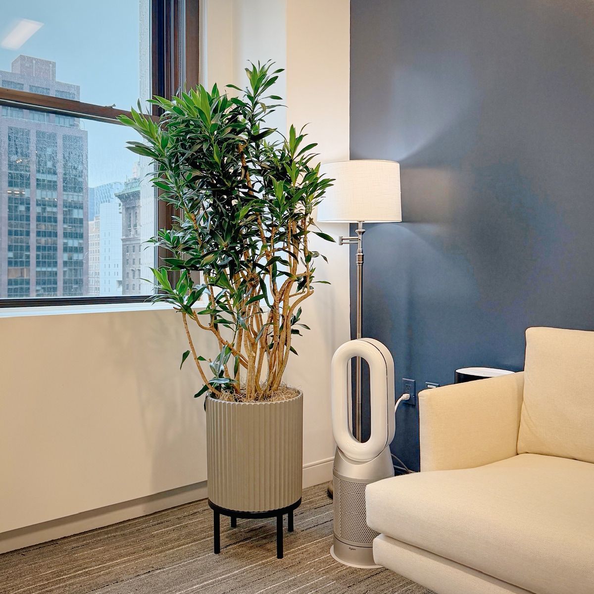 Dracaena in a fluted planter on a stand by a window and a navy wall in a Manhattan office
