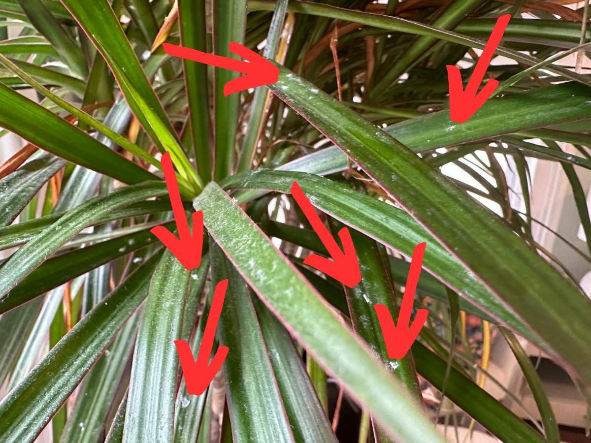 Dracaena Marginata infested with Mealybugs