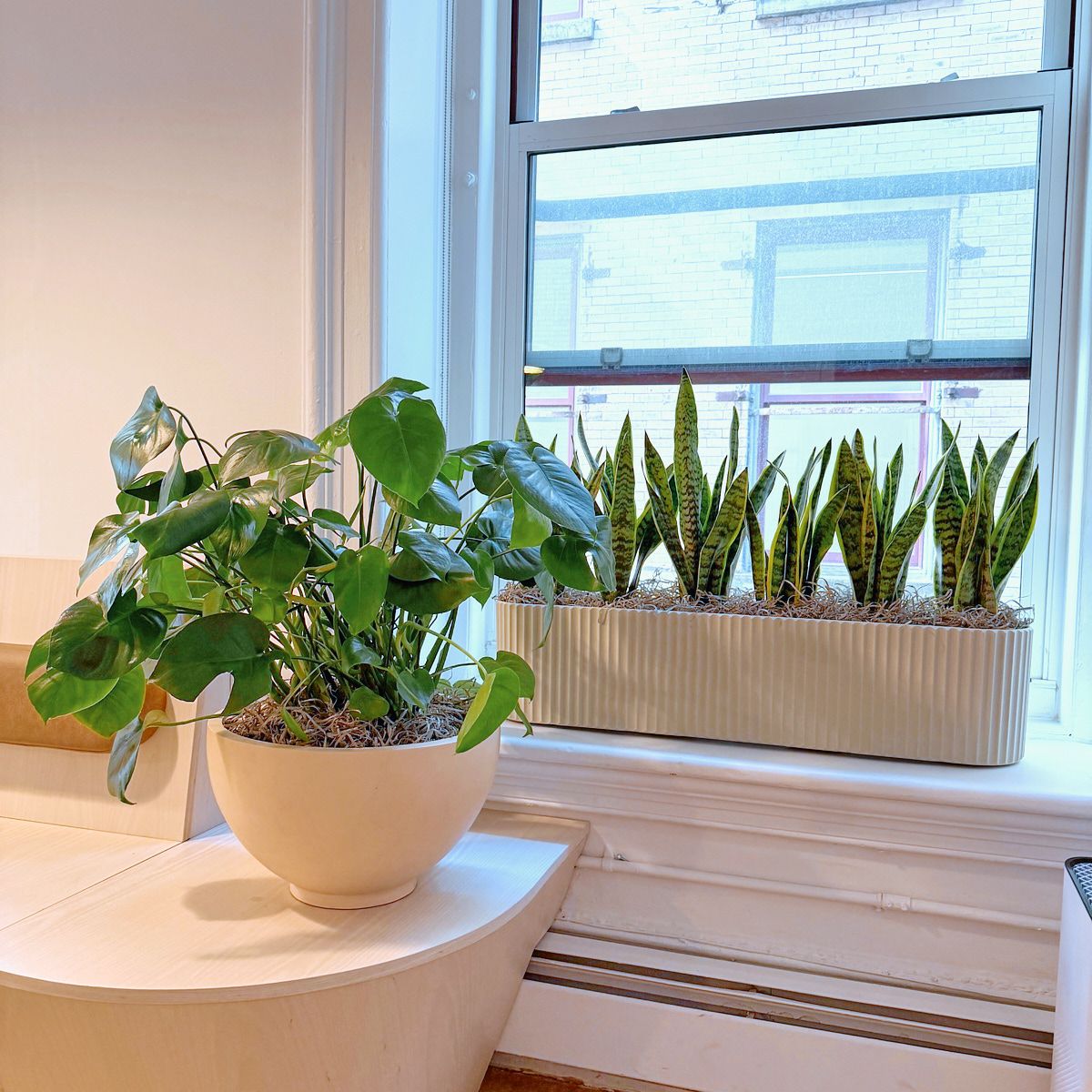 Snake plants in a fluted window box and a philodendron in a bowl on a Manhattan office windowsill