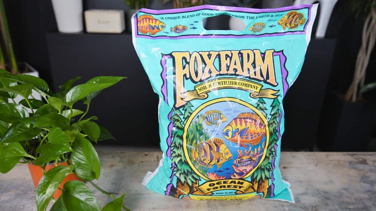 A colorful bag of FoxFarm Ocean Forest soil and fertilizer, showcasing vibrant fish and aquatic designs, prominently displayed with lush green leaves of a nearby potted plant in a modern indoor setting. Ideal for gardening enthusiasts looking for high-quality organic soil for healthy plant growth.