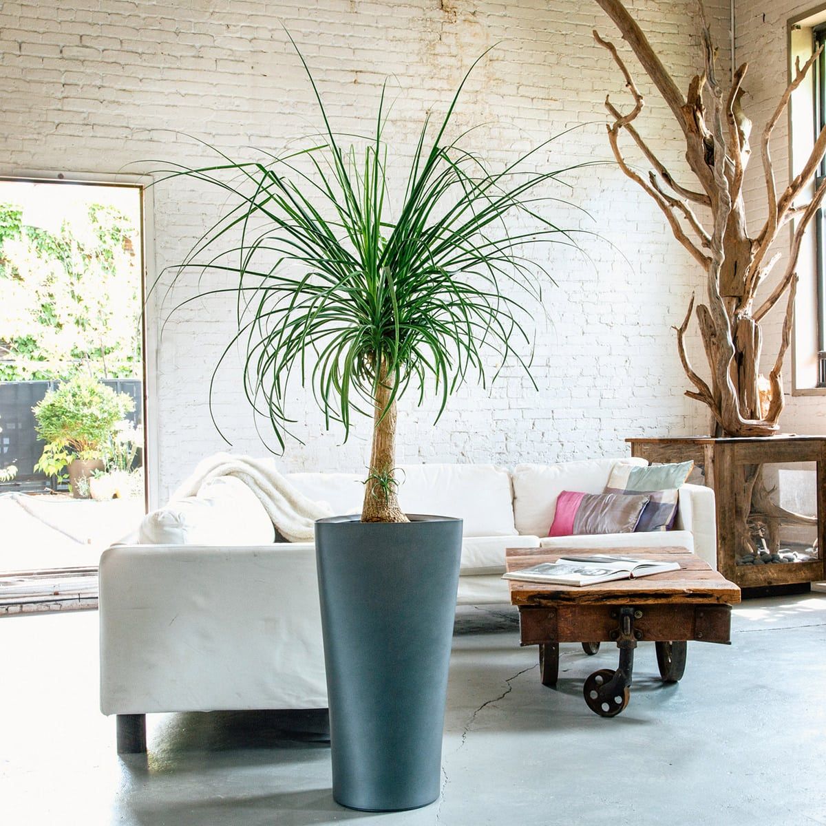 Modern living room featuring a white sofa, large potted Ponytail Palmâone of several stylish pet friendly plantsâa rustic wooden coffee table, and a brick wall interior design.