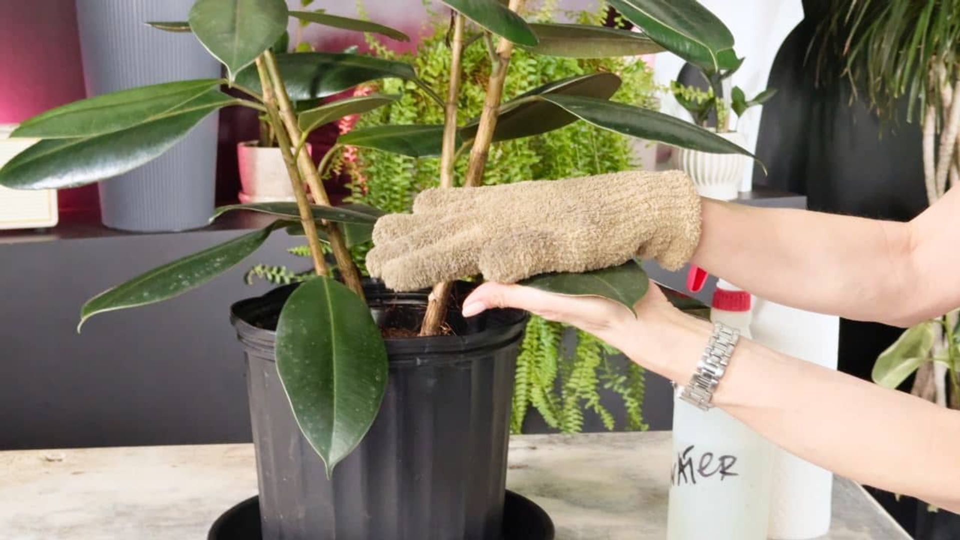 A person demonstrates how to clean a rubber plant by gently wiping its leaves with a soft, tan glove. The rubber plant sits in a black plastic pot, and a spray bottle labeled “Water” is visible behind it on the table, alongside a hanging fern.
