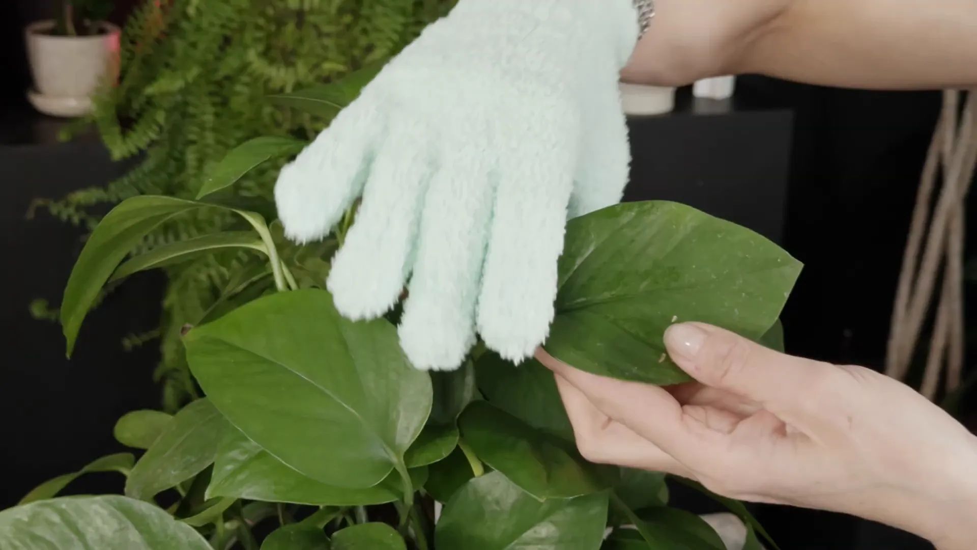Deep cleaning Pothos leaves with microfiber glove