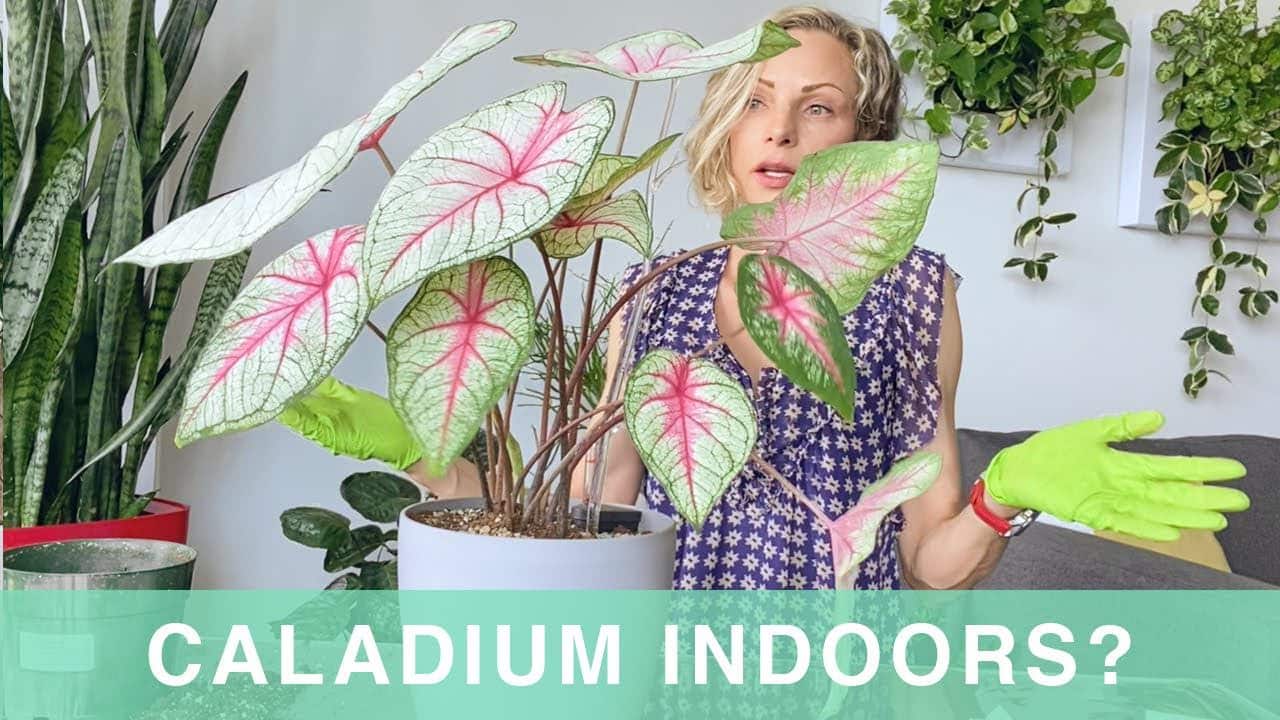 Repotting & Care of Caladium Plant Indoors – Green Moments w/Juliette Ep #20