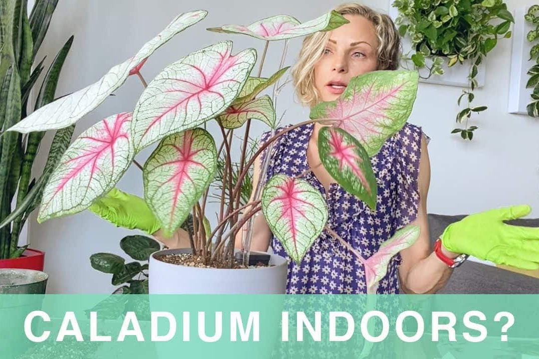 Repotting & Care of Caladium Plant Indoors – Green Moments w/Juliette Ep #20