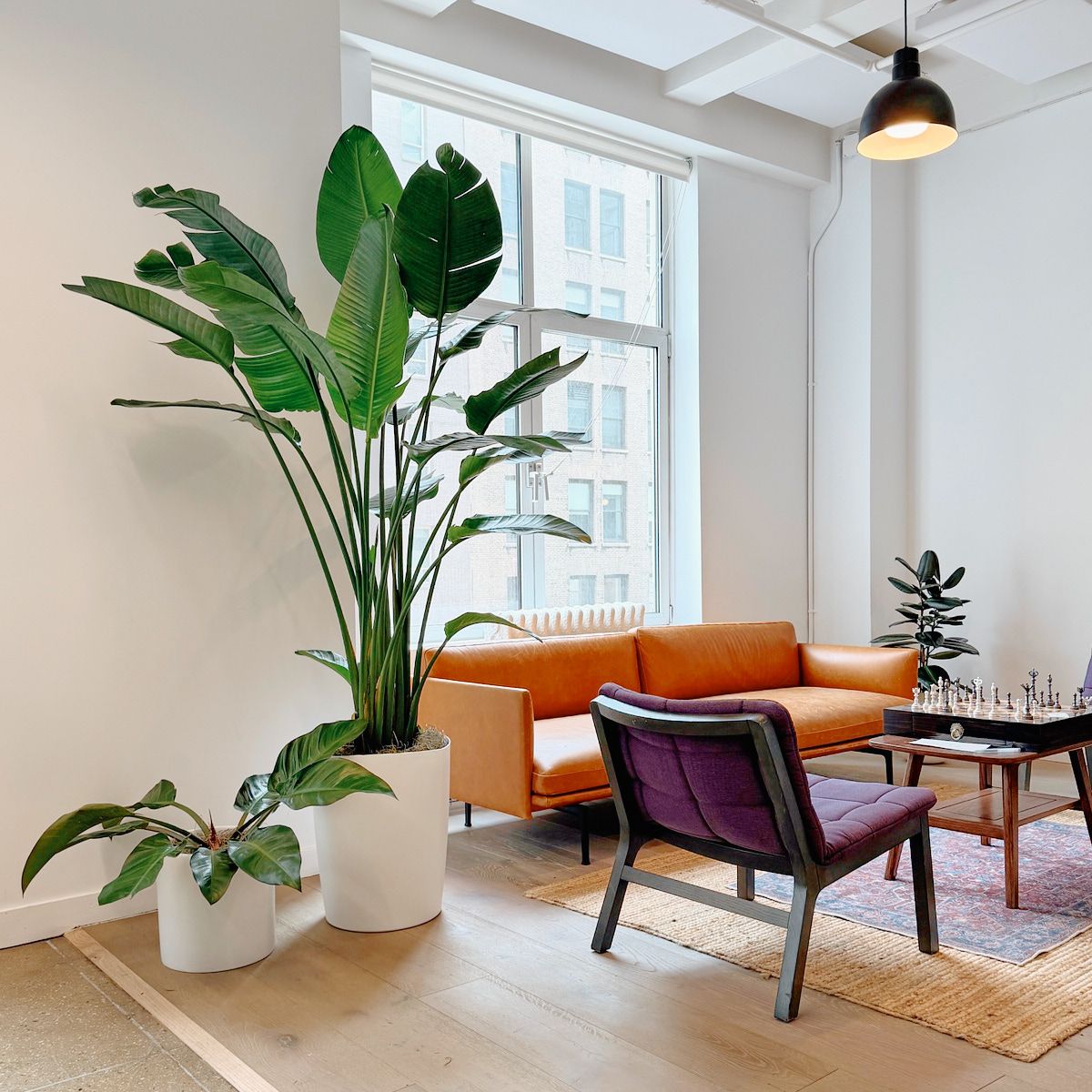 Tall bird of paradise in a white planter beside a leather sofa in a Manhattan office lounge