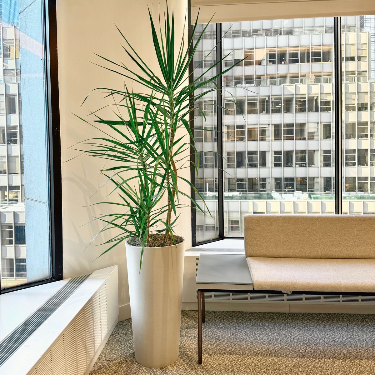 Dracaena marginata in a tall white planter beside a bench at a floor-to-ceiling window in a Manhattan office