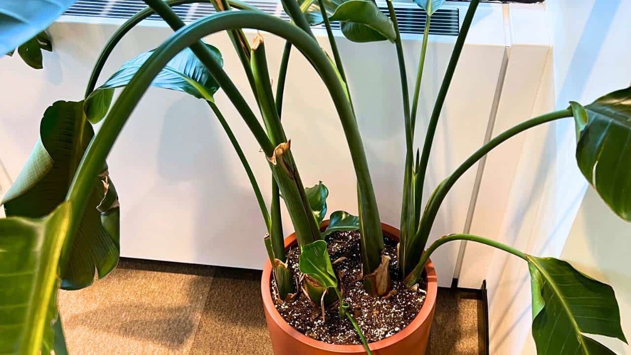 A bird of paradise plant with weak, bending stems in a terracotta pot, possibly in need of staking and repotting.