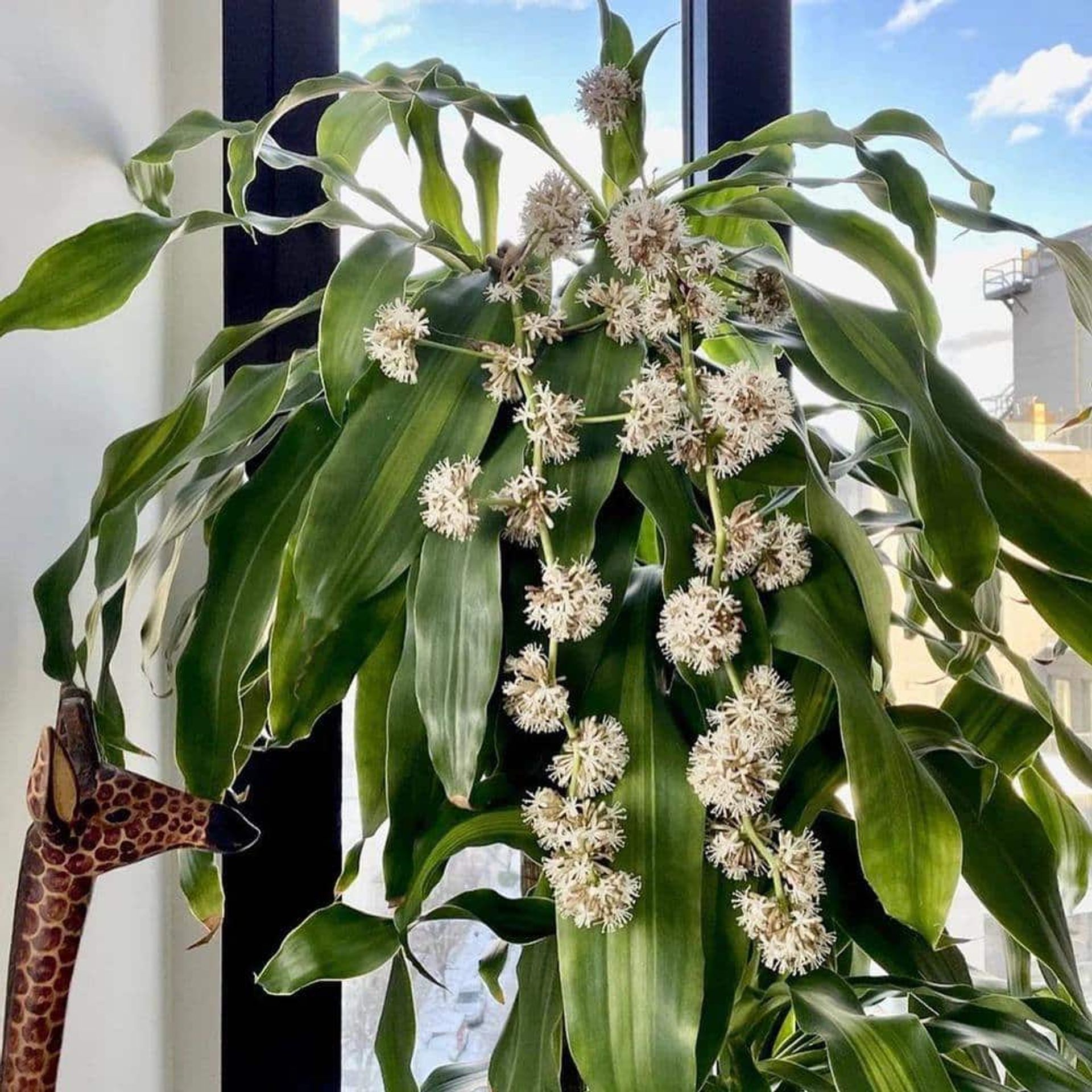 Image of Dracaena Lisa flowering plant in low light office