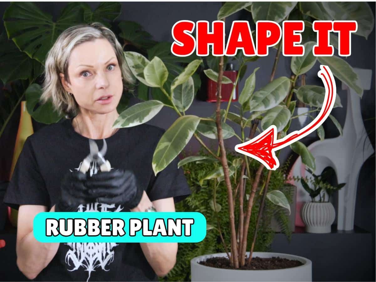 A woman with short blonde hair wearing black gloves holds pruning shears next to a tall variegated rubber plant in a white pot, with bold text reading “SHAPE IT” and “RUBBER PLANT,” demonstrating how to prune a rubber plant.