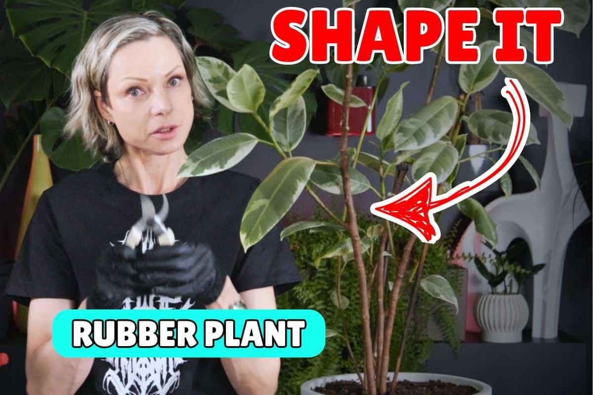 A woman with short blonde hair wearing black gloves holds pruning shears next to a tall variegated rubber plant in a white pot, with bold text reading “SHAPE IT” and “RUBBER PLANT,” demonstrating how to prune a rubber plant.