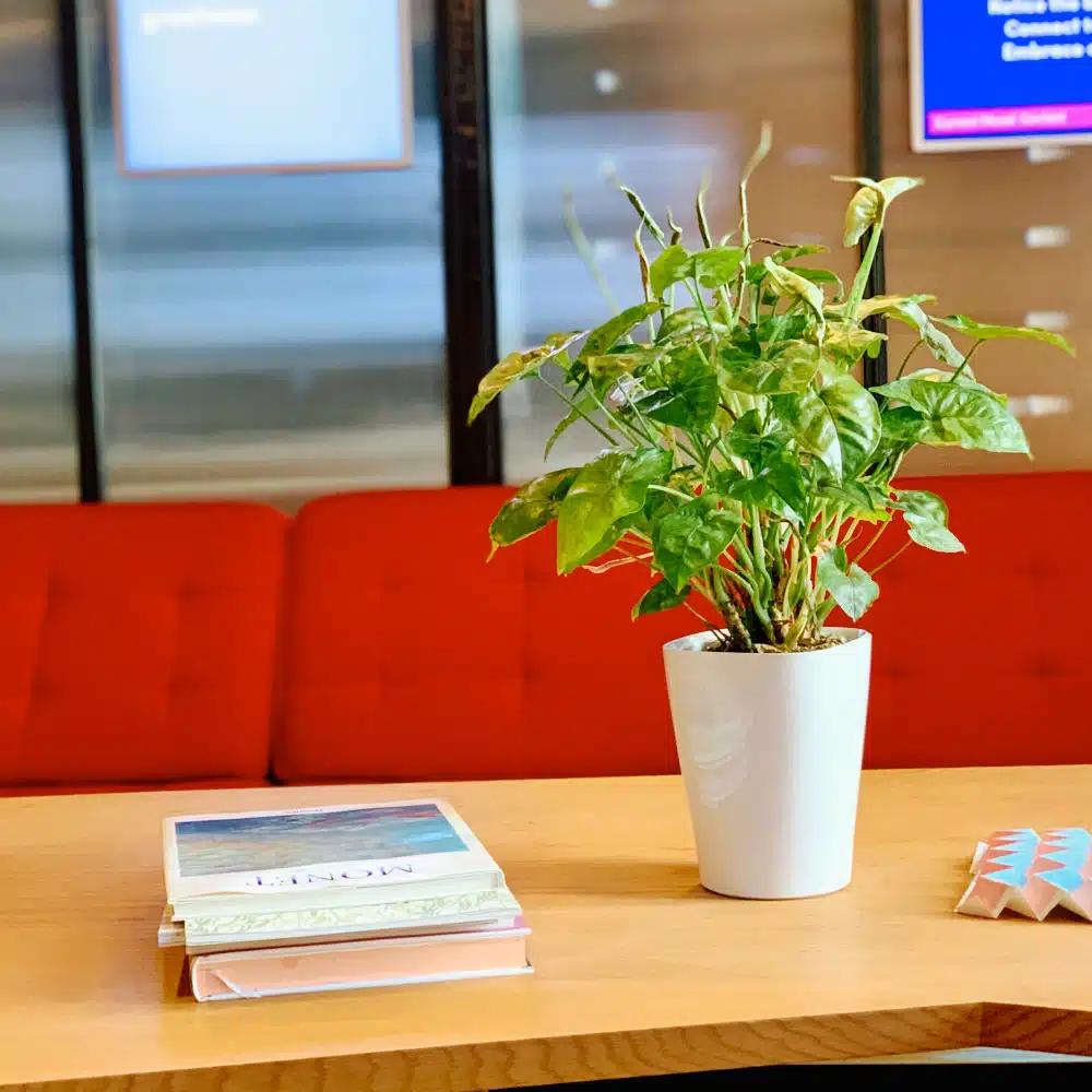 NYC office plants, portfolio photo 4