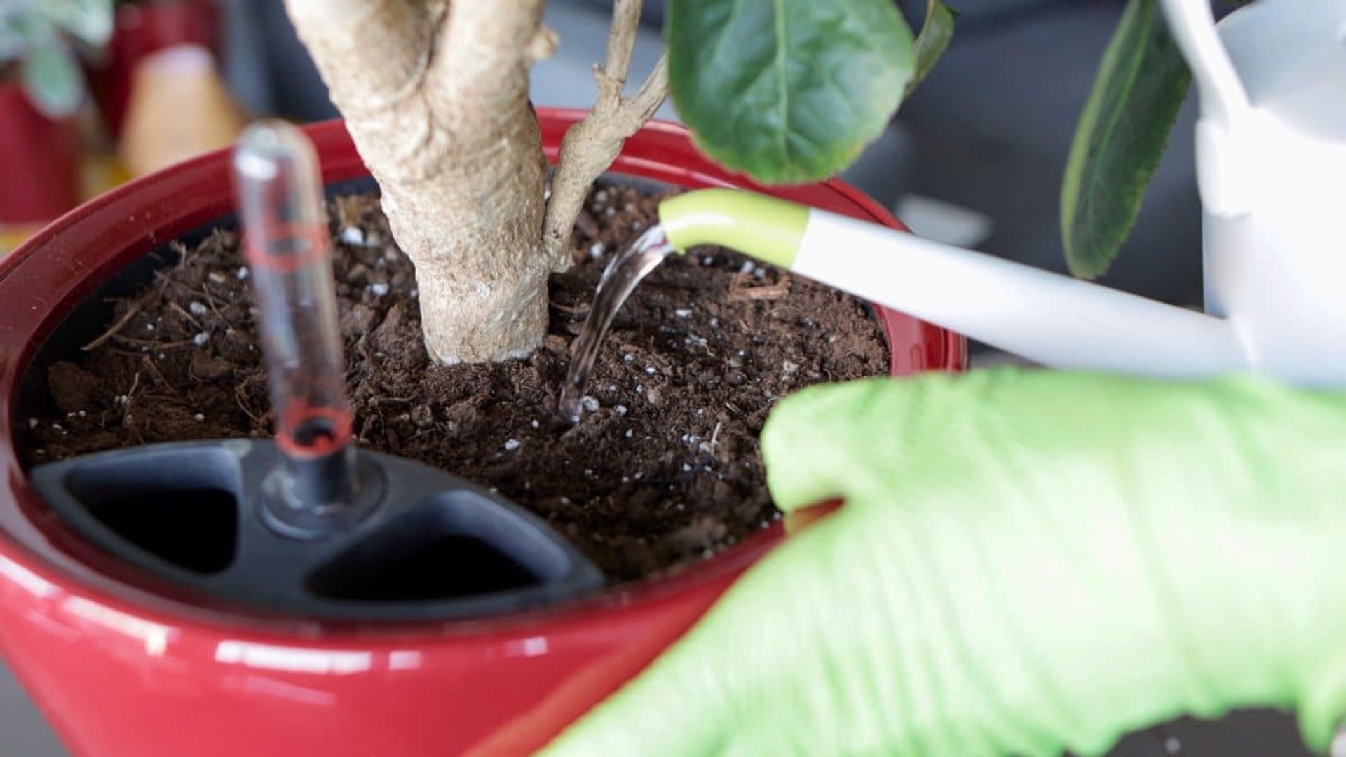 Watering indoor potted plant with moisture meter in red pot to ensure proper plant care and watering techniques