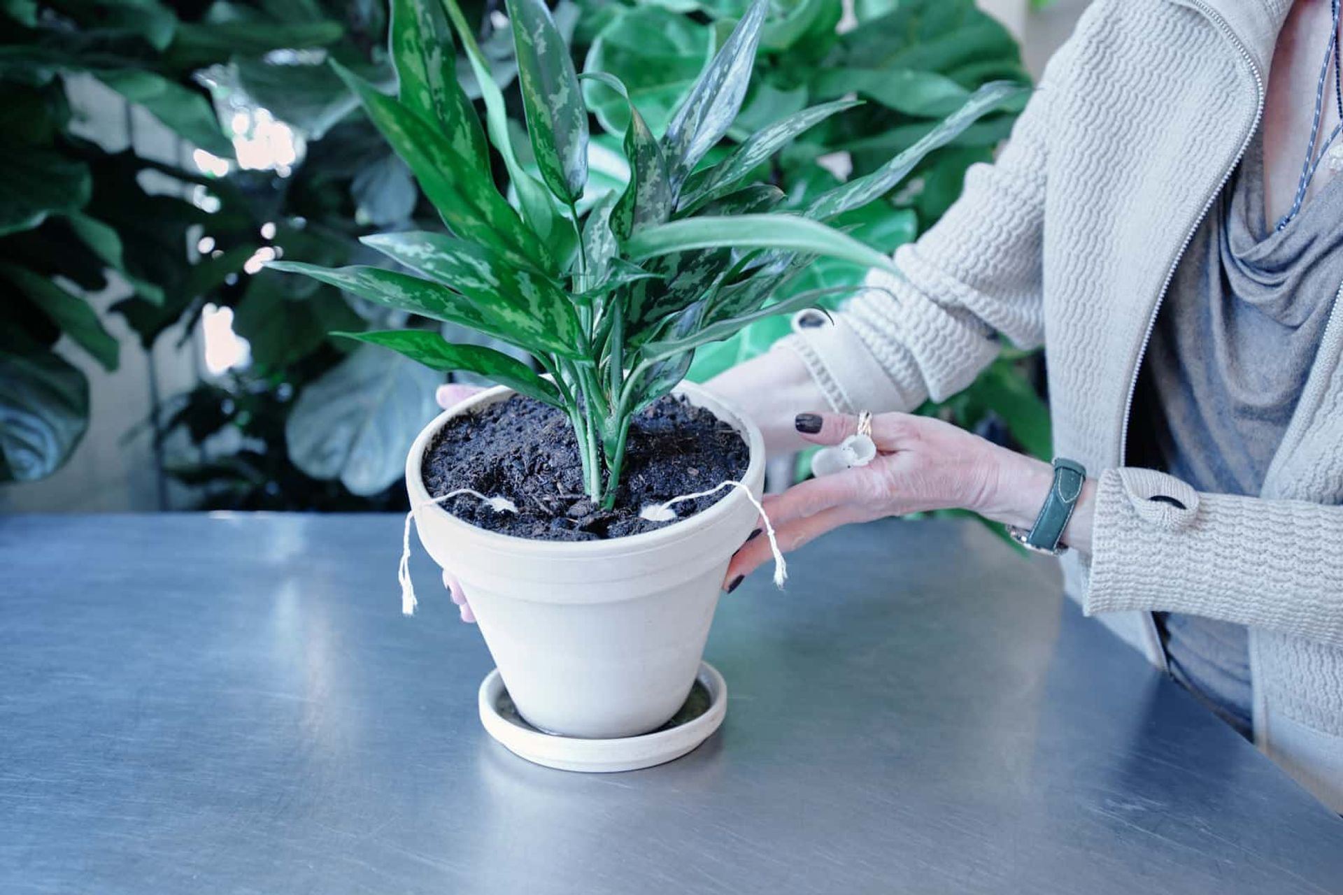The image features a potted plant with two tampons used as a watering aid. This method can help manage moisture levels in the soil by allowing water to be drawn up from a reservoir or saucer through the tampons. The tampons serve as wicks, providing a slow and steady supply of water to the plant, which can be particularly useful for preventing overwatering