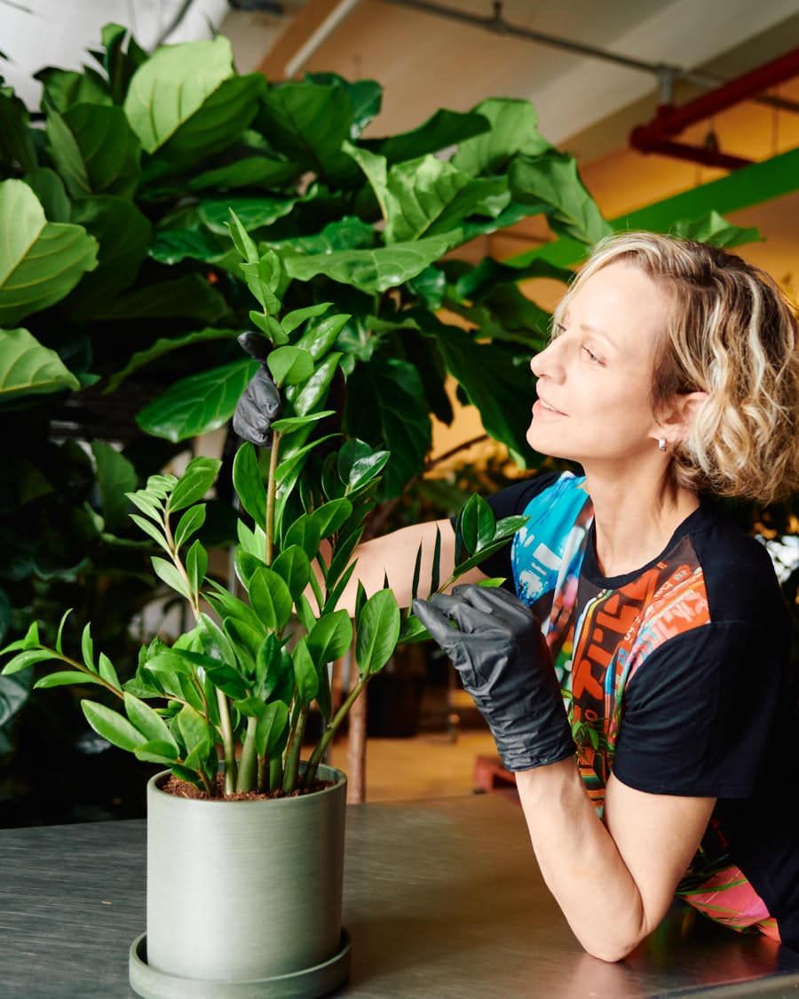 Juliette tending to a healthy ZZ plant indoors, demonstrating ZZ plant care, wearing black gloves and a colorful shirt, with large green leaves in the background.
