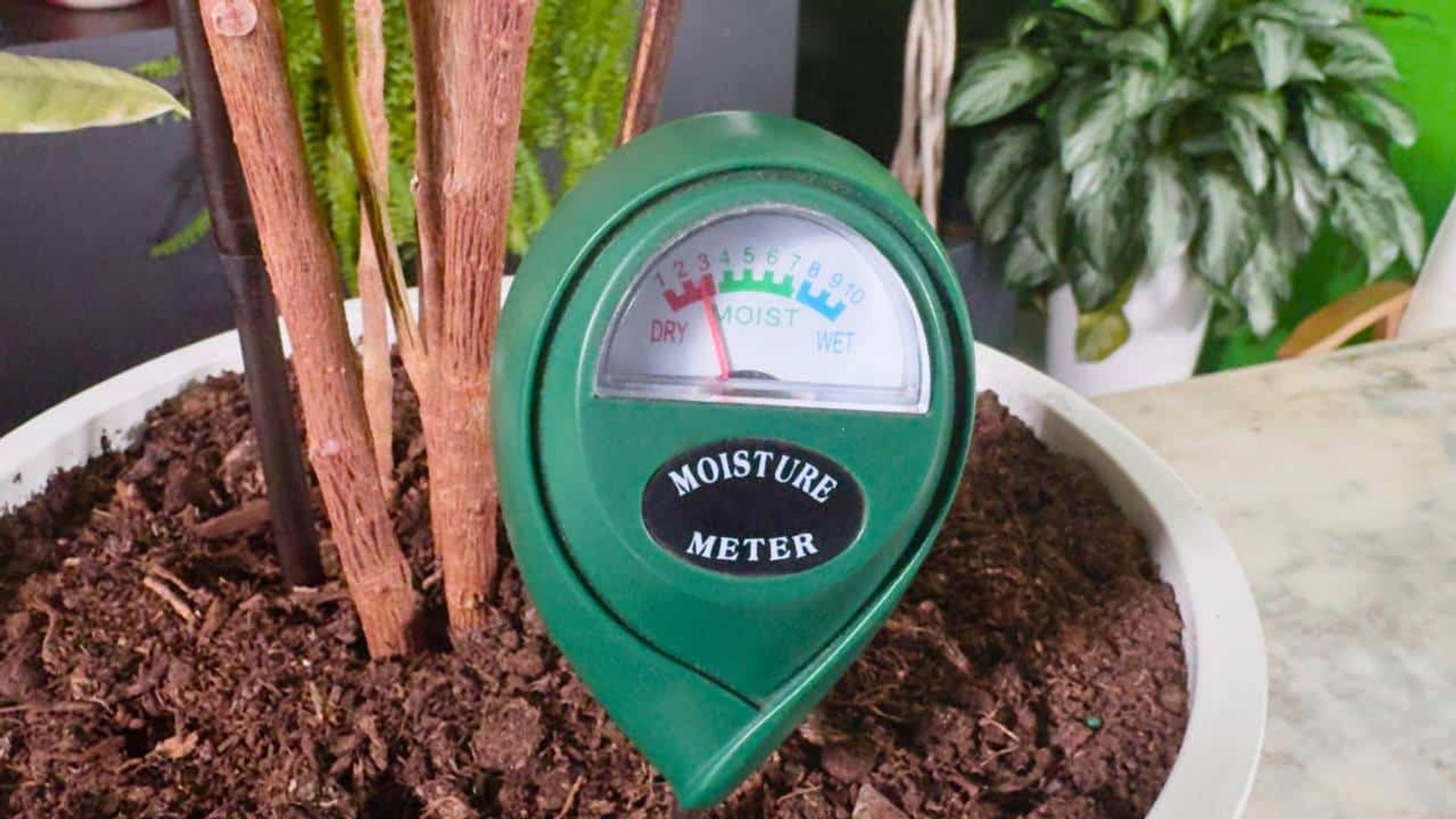 Close-up of a green moisture meter inserted into the soil of a potted rubber plant. The meter’s needle is pointing to the dry range, indicating when to water rubber plant. The plant’s trunk and leaves are visible, with other houseplants in the background.