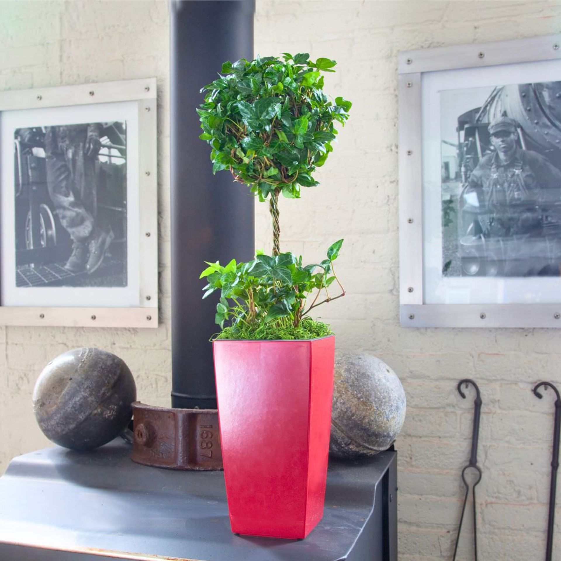 Indoor green English Ivy in a red pot on a black shelf, surrounded by vintage metal balls and framed black-and-white photographs, showcasing the best plants for bedroom decor.