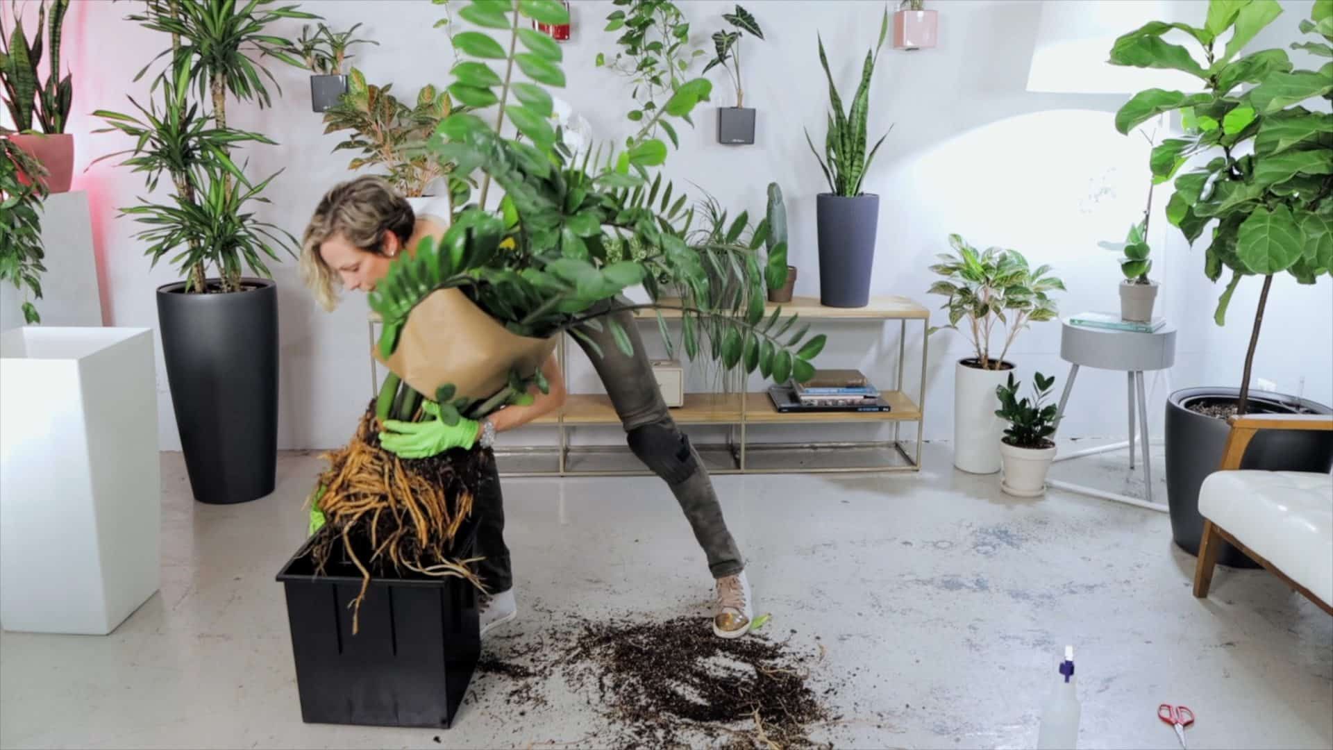 Woman repotting large ZZ plant with exposed roots in a modern home full of greenery and stylish planters.