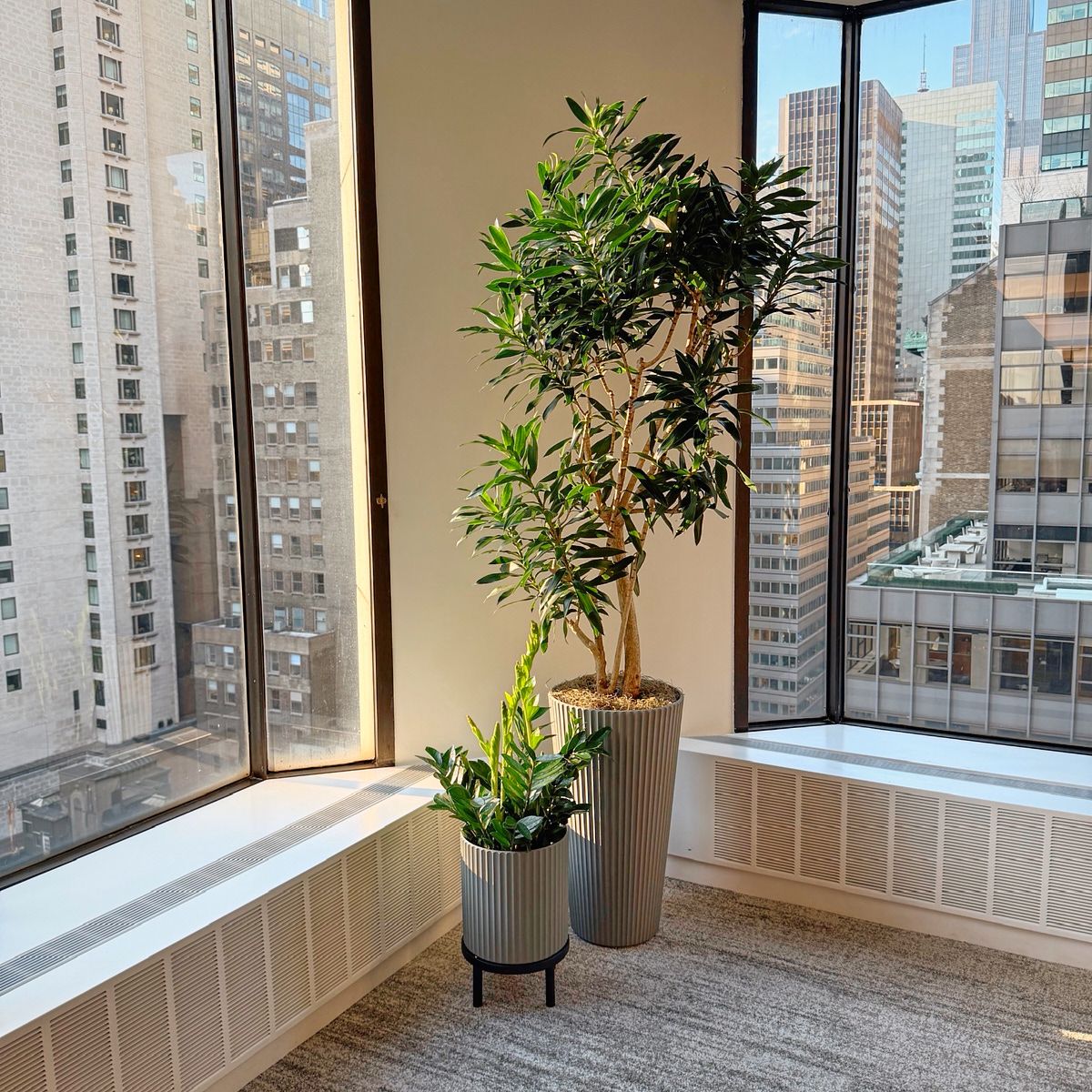 Dracaena and ZZ plant in fluted planters in a window corner with the Midtown Manhattan skyline behind