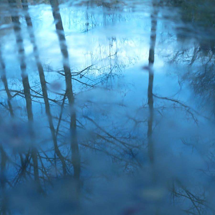 冬の森