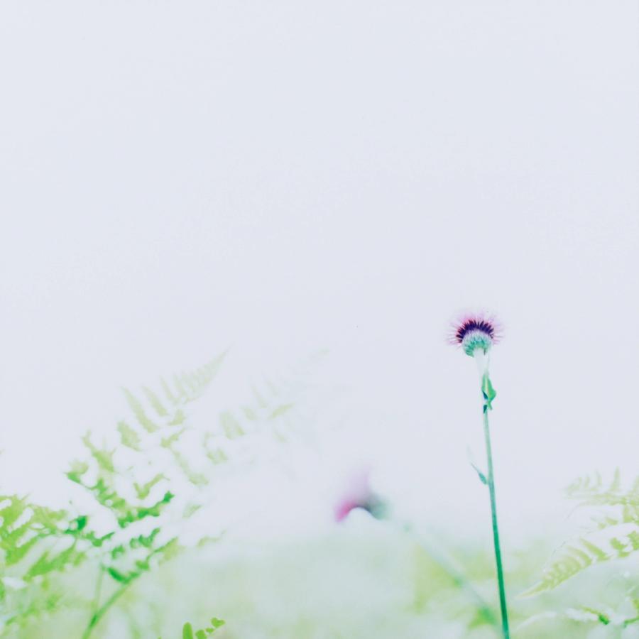 あざみ