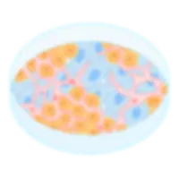 2D Primary Human Hepatocyte and 2D+ Multi-cell Hepatic System