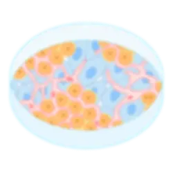 2D Primary Human Hepatocyte and 2D+ Multi-cell Hepatic System
