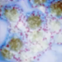 Truvivo Cell Up Close