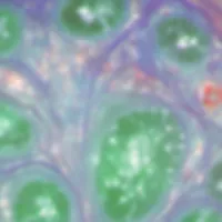 Cellular organism seen at a miscroscope