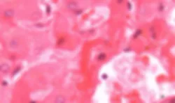 Cellular Structure Up Close