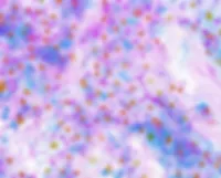 Cellular Structure Up Close