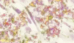 Cellular Structure Up Close