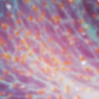 Cellular organism seen at a miscroscope