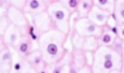 A Shift from Animal Testing