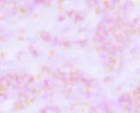 03/2026 Technical Report