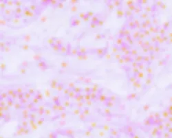 03/2026 Technical Report