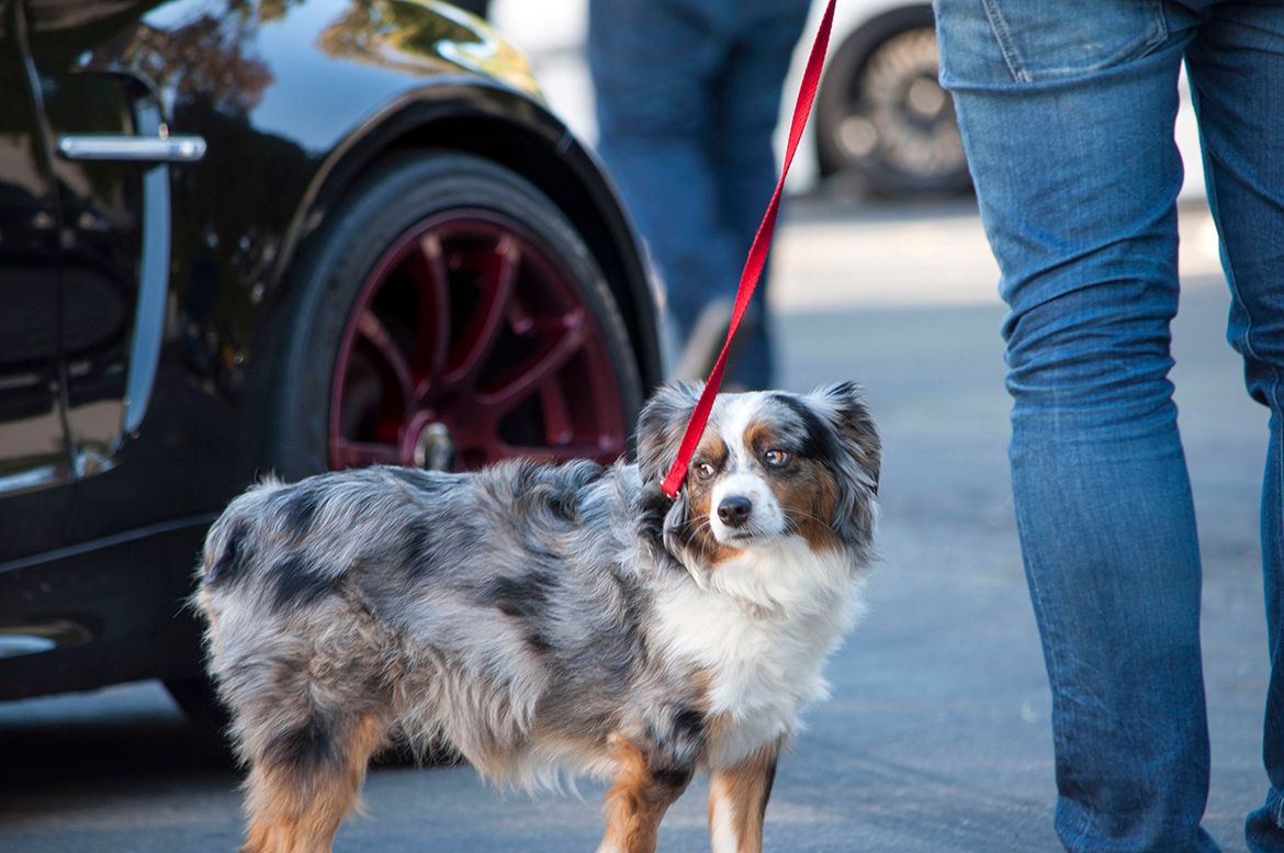 Black Chevrolet 6th Gen Camaro SS with 19" ARC-8 Apex wheels in Satin Black