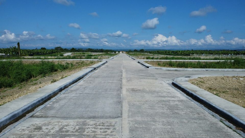 a road with plants on the side