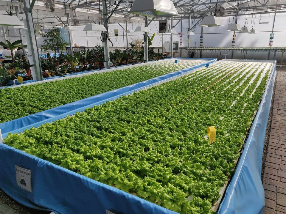 Long raft beds of green lettuce growing in water-based soilless troughs inside a greenhouse.