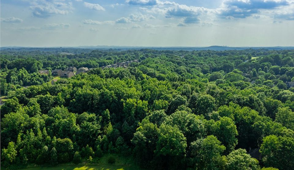 an aerial view of a lush green forest