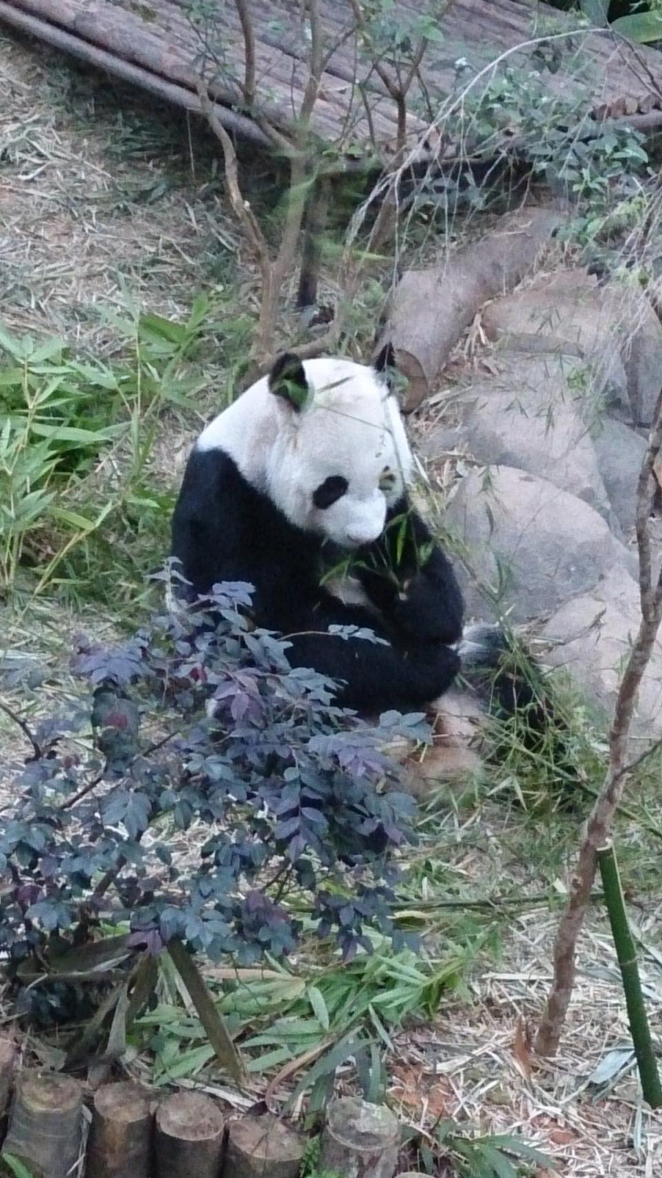 Seekor panda gergasi duduk di kalangan dedaunan hijau di kandangnya.