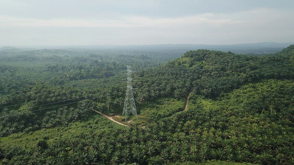 Tall transmission tower in a lush green forest