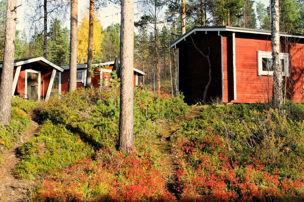 Red cottages among forest trees in autumn